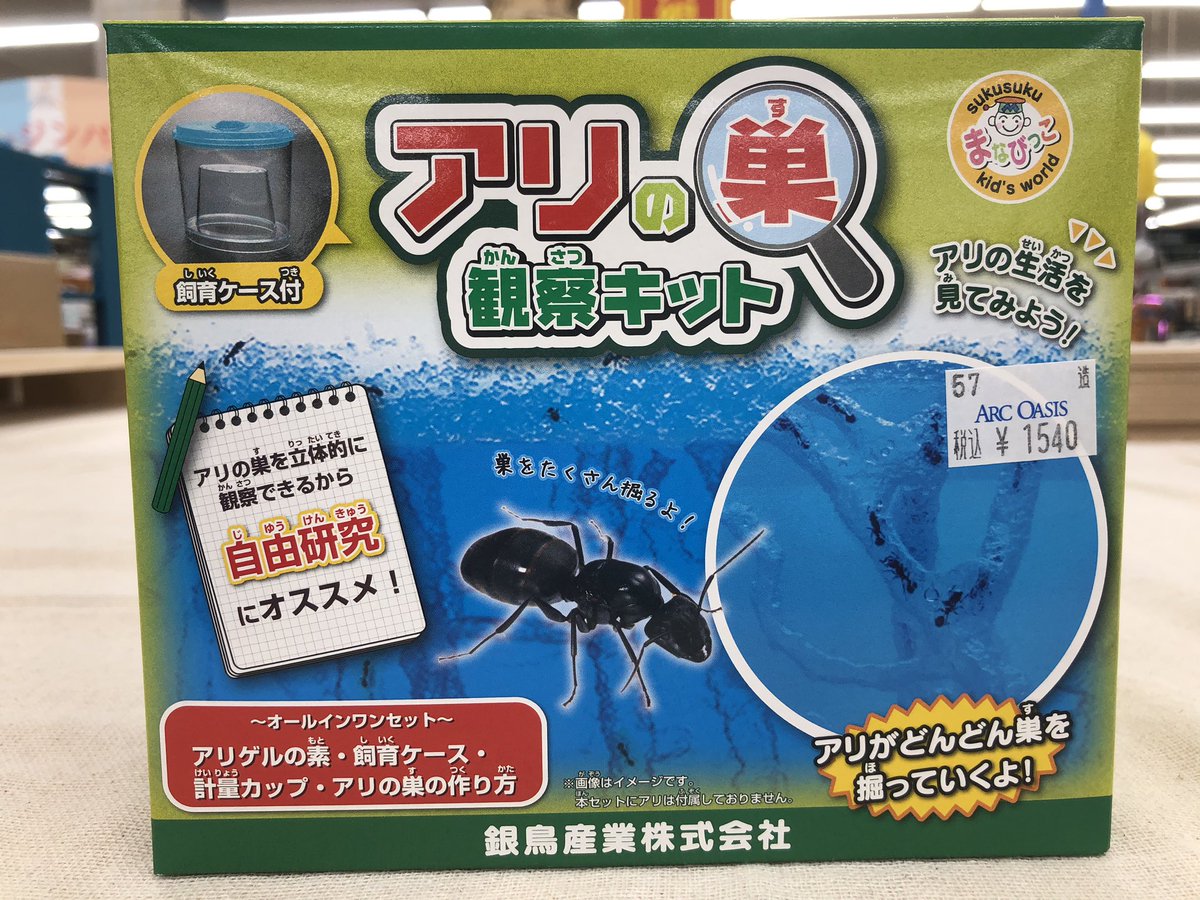 アリの観察