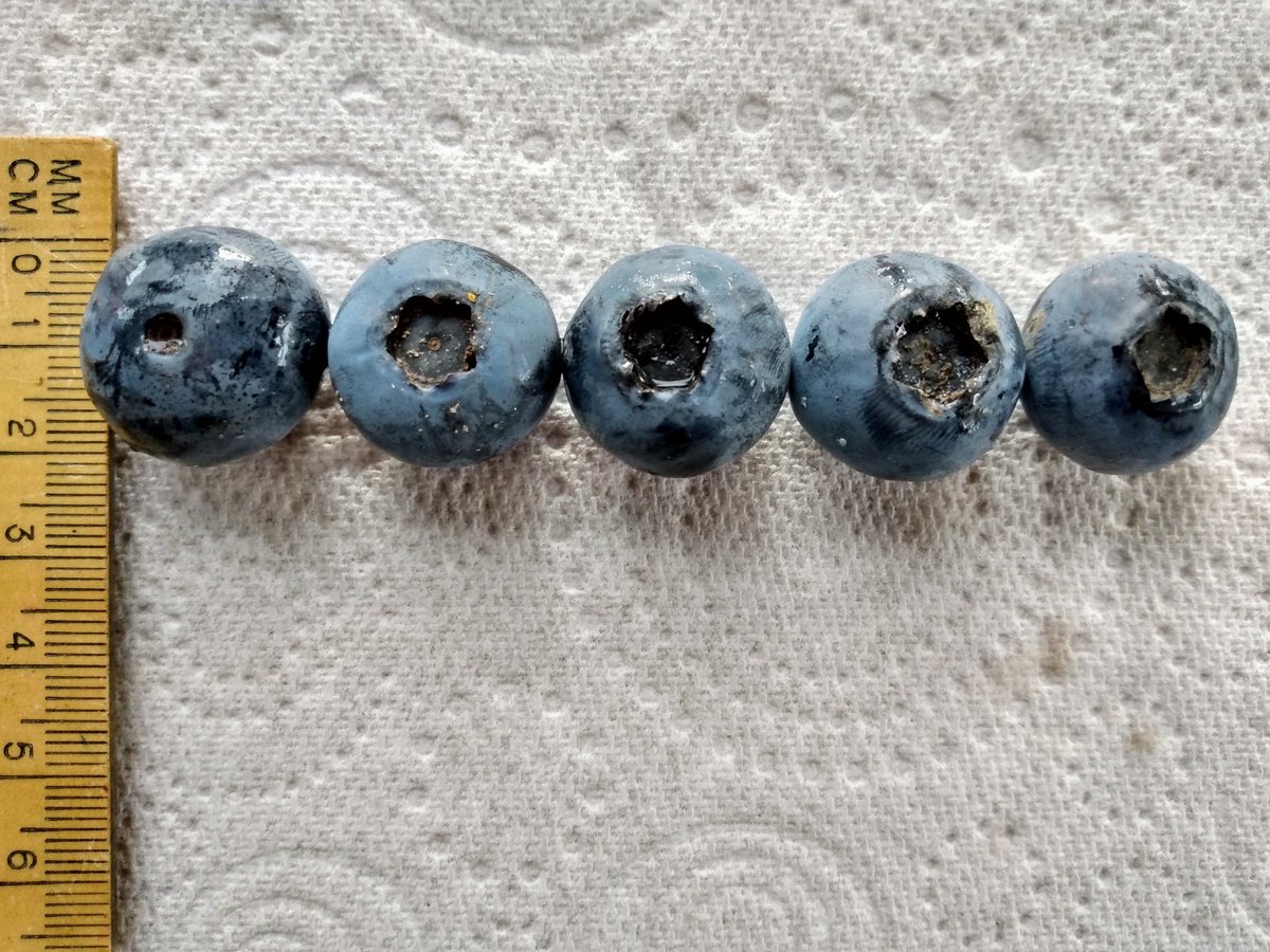 LlanfairPlas's tweet photo. Our first #blueberries #plaslife #angleseyhour #anglesey #ynysmon #ynysmôn #blueberry #llus #angleseycoastalpath https://t.co/DikUwdaH6f