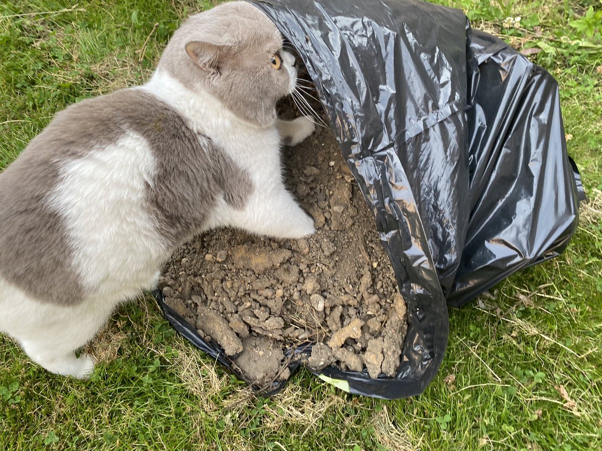 Jupiter_Hadley's tweet photo. “I will protect you from whatever lurks in this new strange bag don’t worry human!” #winkittyspring https://t.co/FtvQPqdkPV