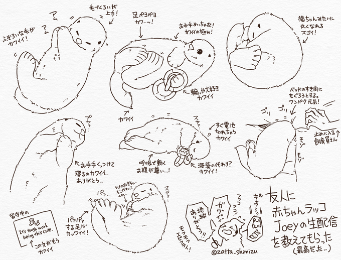 友人に教えてもらった赤ちゃんラッコの生配信が最高すぎて最終的に地球に感謝しました 