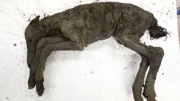 En los últimos años los investigadores han identificado un potro de 42.000 años sin señales de daño externo, una cabeza de lobo de 32.000 años y un cachorro de león de cueva extinto, entre otros.(imagen Michil Yakoklev/Universidad Federal del Noreste)