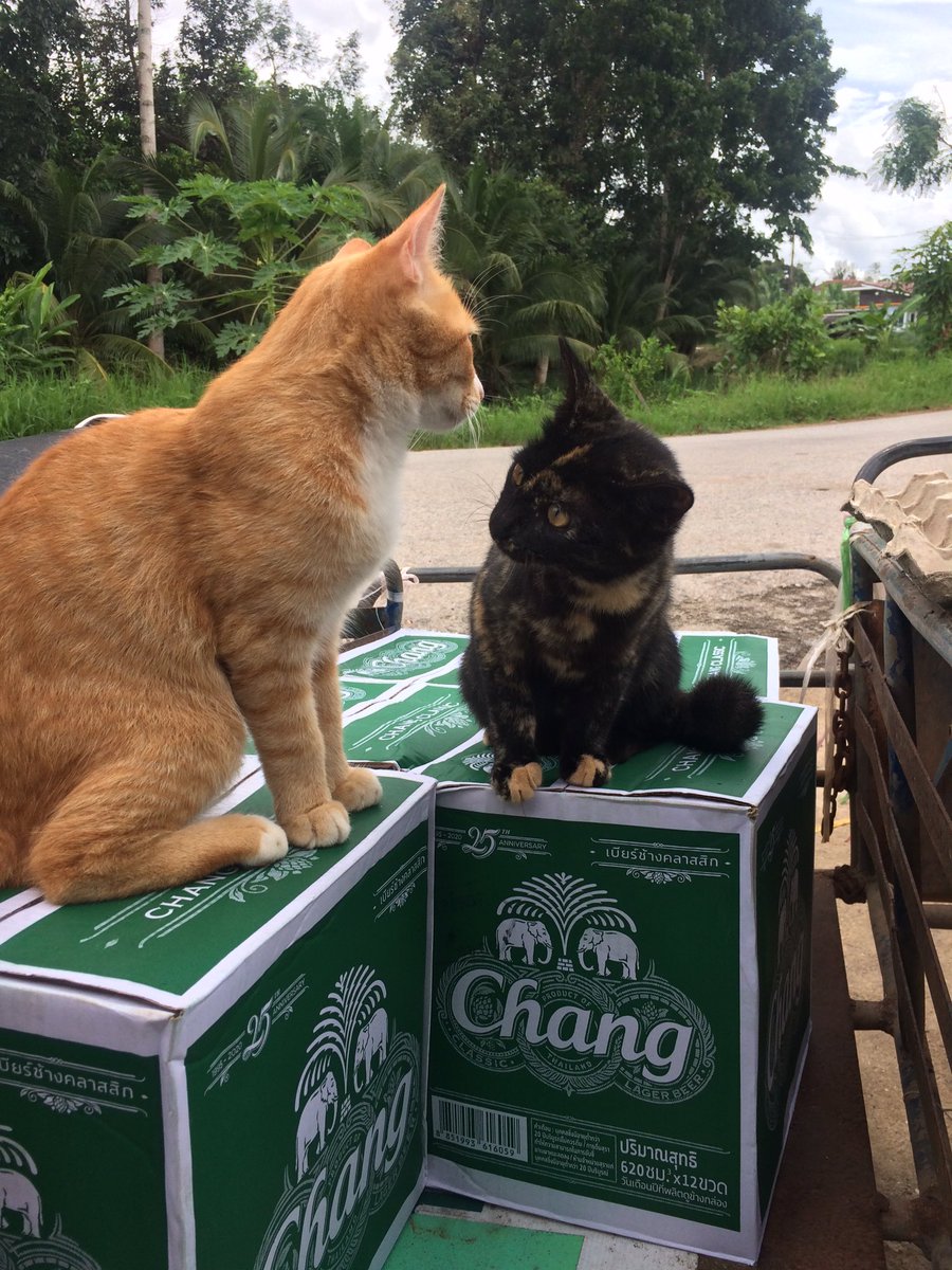 ตะลึงพบแมว2พี่น้องนั่งบนหลังช้างต้อนช้างทั้งโขลงเข้าร้านค้าแต่โดยดี😹😹😹😹