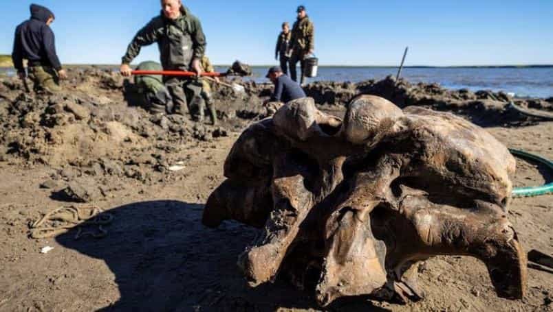 Al norte de Siberia, se ha encontrado el esqueleto de un mamut lanudo prácticamente intacto, al menos sus ligamentos así lo muestran tras 10 mil años después de haber fallecido(Imagen Stanislaw Vanuito)