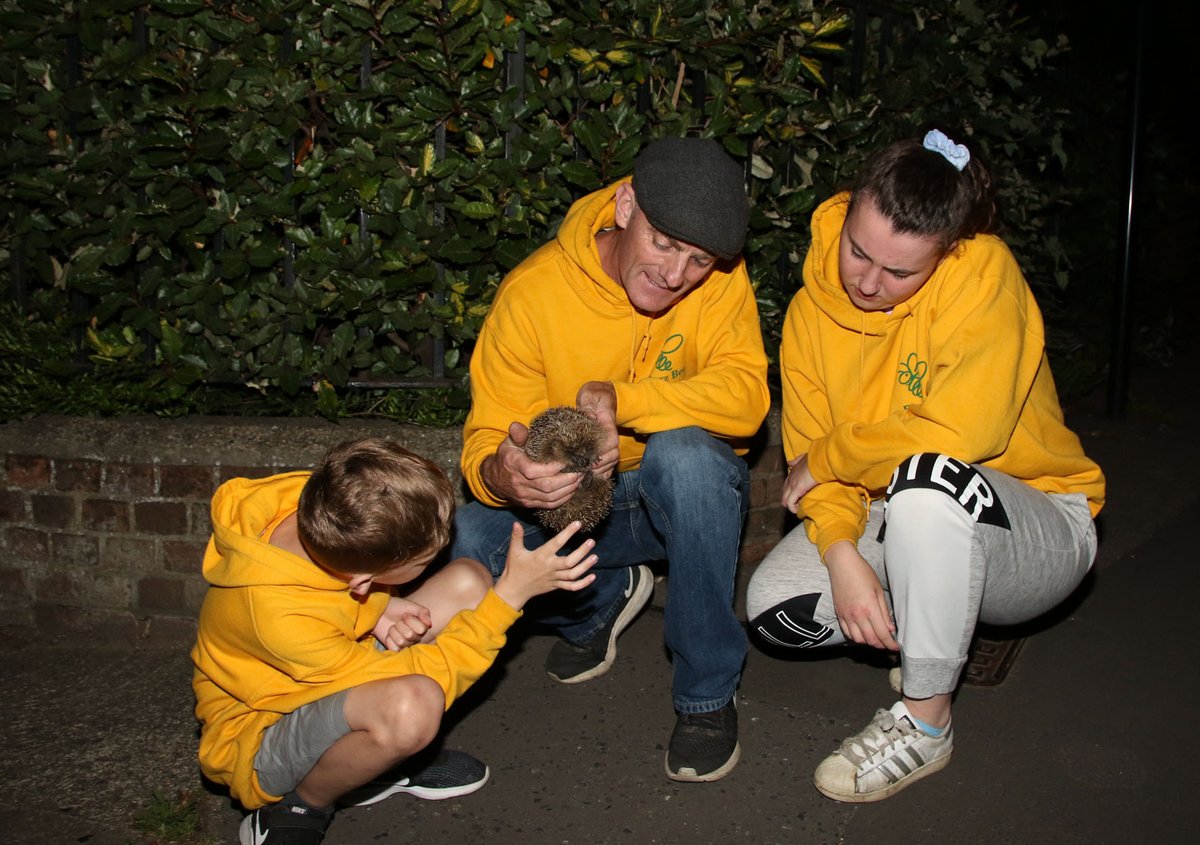 BuzzbeeNature's tweet image. BEE SAFE - Late evening nature walk looking out for hedgehogs and we had been rewarded finding many hedgehogs scurrying the south side of the city, children share the experience #hedgehog #nature #naturegroup #city #Norwich #Norwichcity #Norfolk #wildlife #survey #study #children
