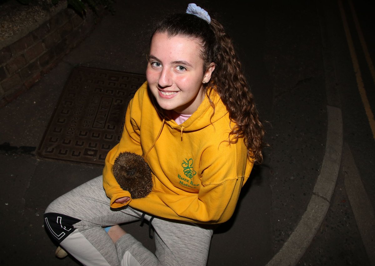 BuzzbeeNature's tweet image. BEE SAFE - Late evening nature walk looking out for hedgehogs and we had been rewarded finding many hedgehogs scurrying the south side of the city, children share the experience #hedgehog #nature #naturegroup #city #Norwich #Norwichcity #Norfolk #wildlife #survey #study #children