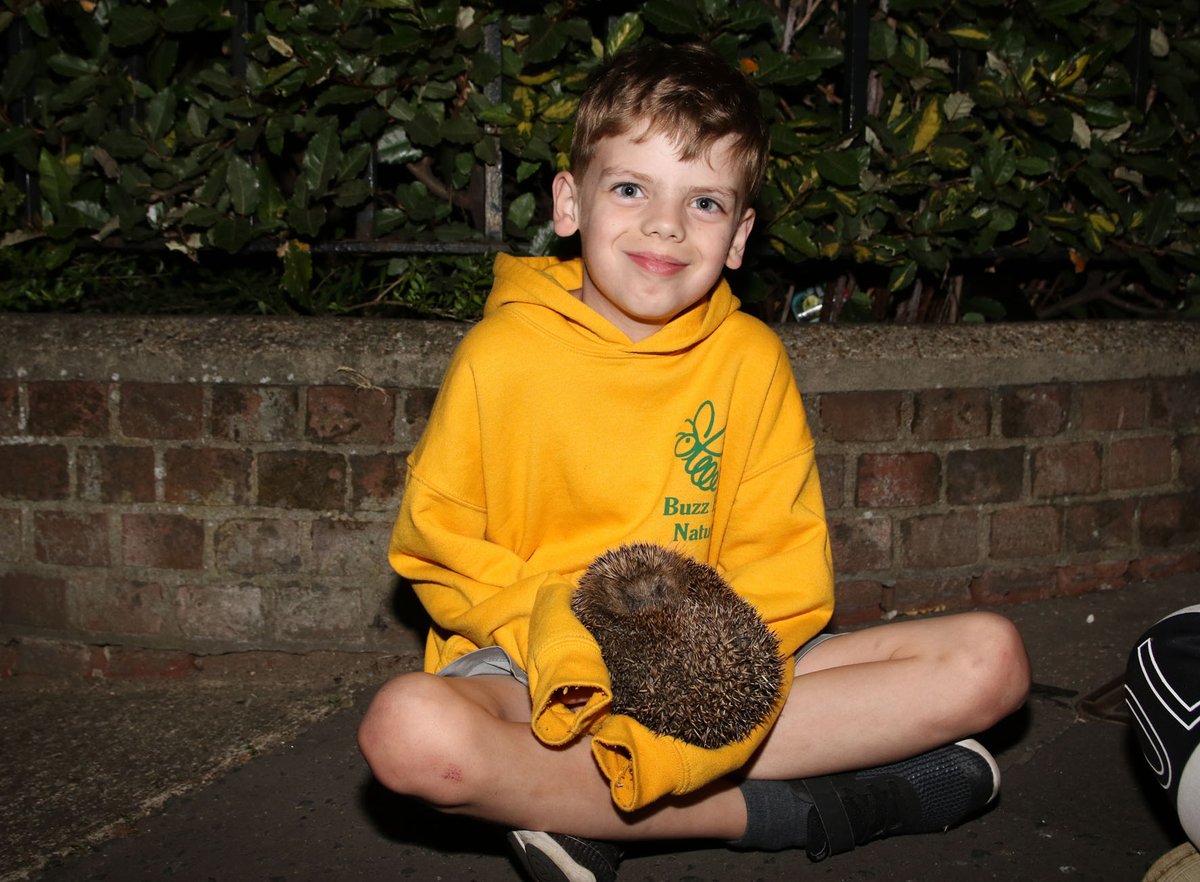 BuzzbeeNature's tweet image. BEE SAFE - Late evening nature walk looking out for hedgehogs and we had been rewarded finding many hedgehogs scurrying the south side of the city, children share the experience #hedgehog #nature #naturegroup #city #Norwich #Norwichcity #Norfolk #wildlife #survey #study #children