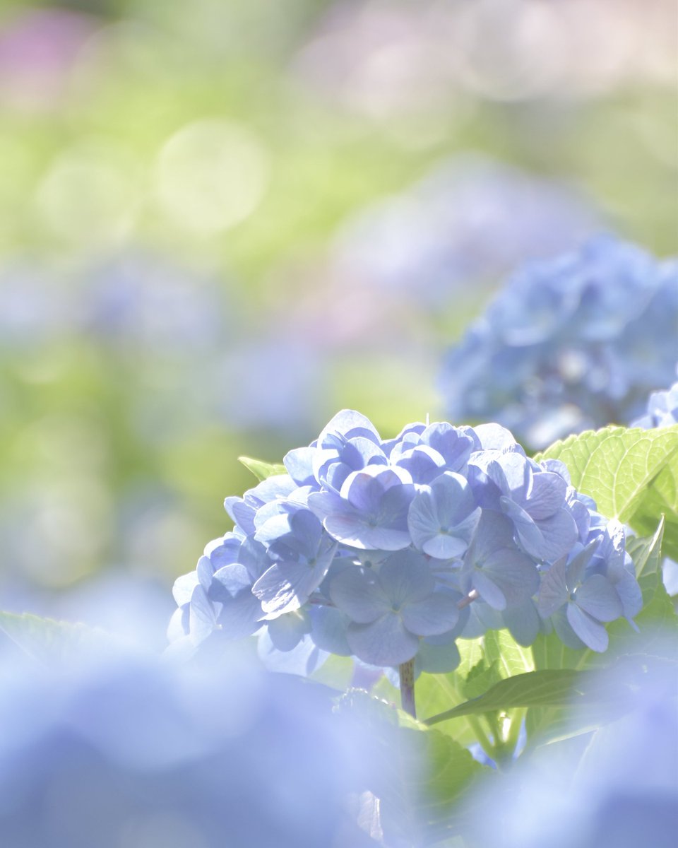 Flower415Snow's tweet photo. 天気の良い日曜日
大好きな公園でお散歩
#キリトリセカイ
#ファインダー越しの私の世界ᅠ 
#Hydrangea https://t.co/GukpXDbxMU