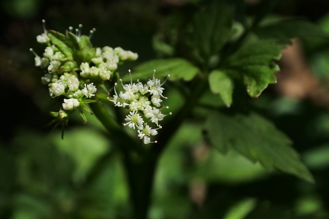 漱石枕流 V Twitter セリ 芹 の花 By J5 春の七草の一つ セリ の花です 小さな白い花で 一つの花 の大きさは約2mm程です 湿地でも無い所に自生しているので 野芹 ノゼリ でしょうか セリ 芹 暦生活写真部