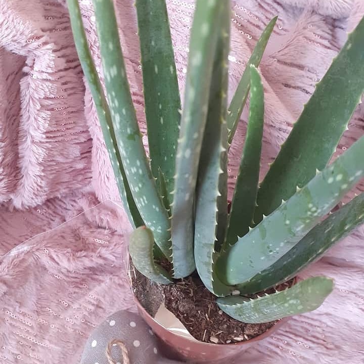 handmade_mk's tweet image. LOVE MY NEW ALOE VERA PLANT JUST NEED TO GET HER IN HER NEW POT :)
