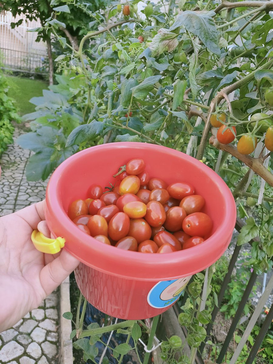Syan 例年暑さで夏枯れするミニトマトは 3本仕立てで10段まで延ばし摘芯 夏の前半に穫りまくる作戦はなかなか良さそうだ Syan 例年暑さで夏枯れするミニトマトは 3本仕立てで10段まで延ばし摘芯 夏の前半に穫りまくる作戦はなかなか良さそうだ