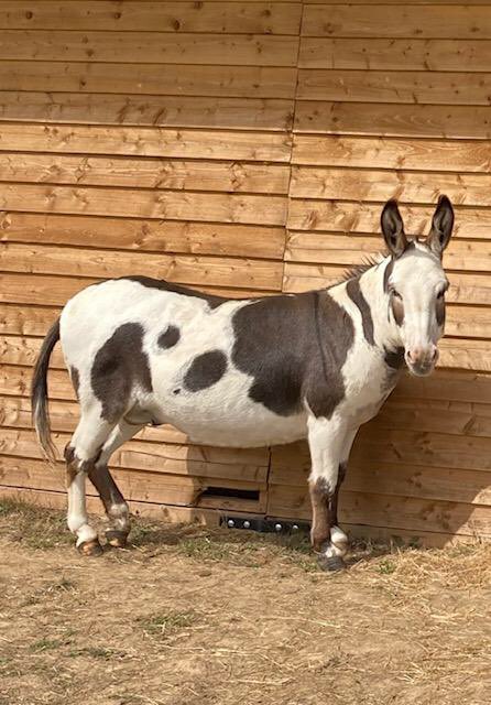 Frenchs_Equine's tweet photo. Happy Sunday everyone Costa and his donkey friends are grateful fir the shade in their shelter during the recent hit weather. #Suffolk #Sanctuary #donkeys https://t.co/vt31xvtlRN