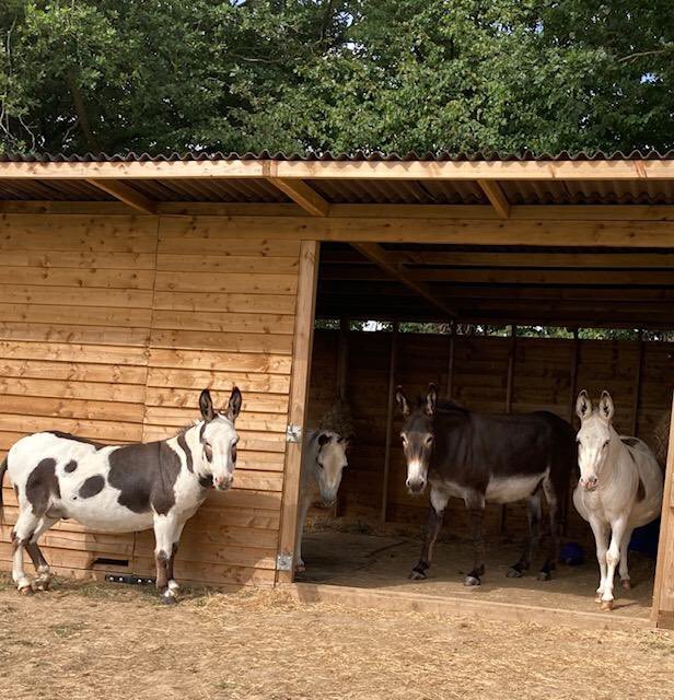 Happy Sunday everyone Costa and his donkey friends are grateful fir the shade in their shelter during the recent hit weather. #Suffolk #Sanctuary #donkeys