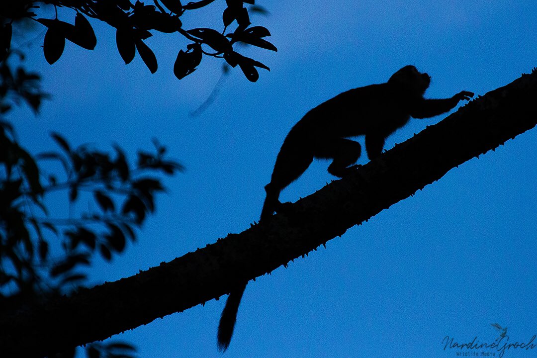 nads6323's tweet photo. A delightful Squirrel Monkey silhouette in the Ecuadorian Amazon. #monkey #squirrelmonkey #yasuninationalpark #amazonrainforest #rainforest https://t.co/TzkHXj0arx
