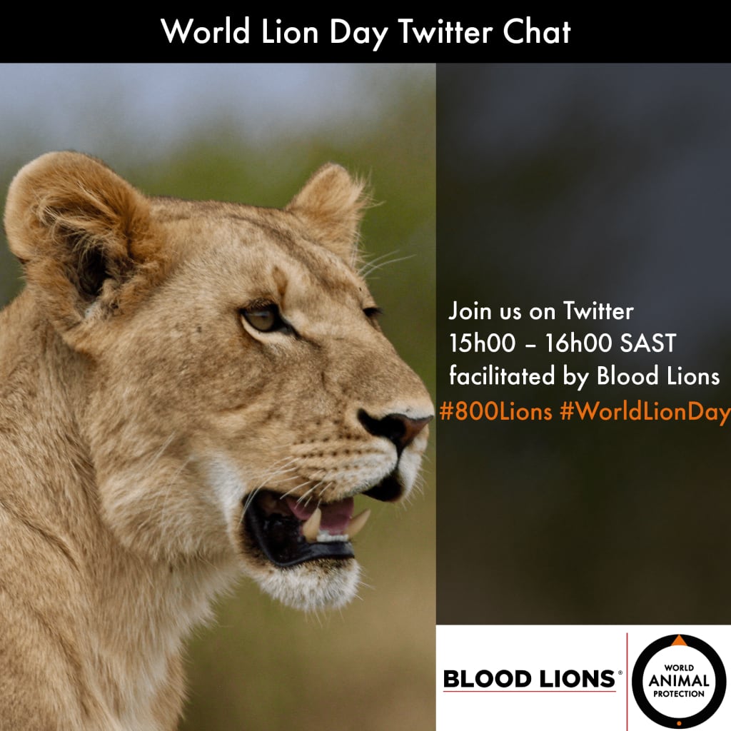 GreenGirlAfrica's tweet image. Poor welfare conditions are a reality for lions in the commercial breeding industry. Join us today on #WorldLionDay at 15h00 SAST, when we are asking the South African Government to set a zero lion bone quota and put a permanent ban on the trade of lions. #800Lions
