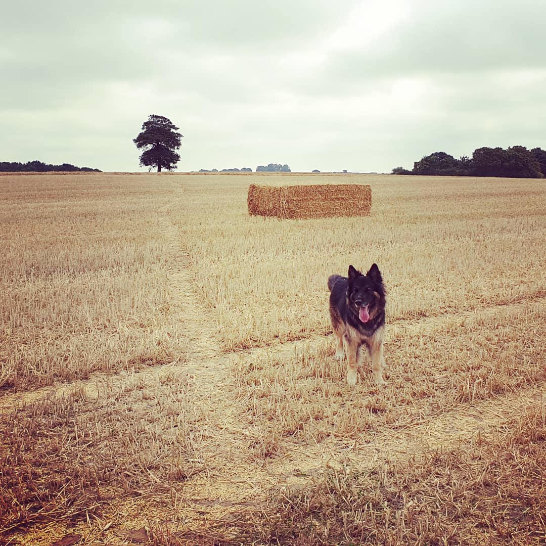 Please follow <a href="/SussexPet/">East Sussex Pet Care</a> for all your pet care needs. Beautiful Sunday walk #dogwalking #petcare