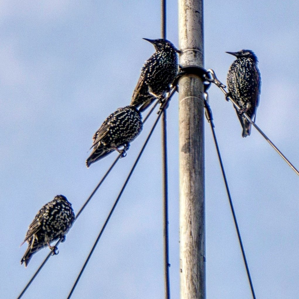 LiquidSun15's tweet photo. Starling Circus #TwitterNatureCommunity https://t.co/NcQ43QwLoO