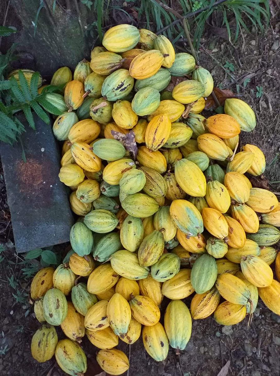 callmemadly's tweet photo. La Martinique produit 10 t de cacao par an et celui est prisé. Il a d'ailleurs été récompensé aux International Cocoa Awards. La demande est plus forte que l'offre. Les producteurs s'engagent sur 1 charte qualité. Photos : cabosses, cacao en poudre, pain de cacao https://t.co/iz6xTTkhxO