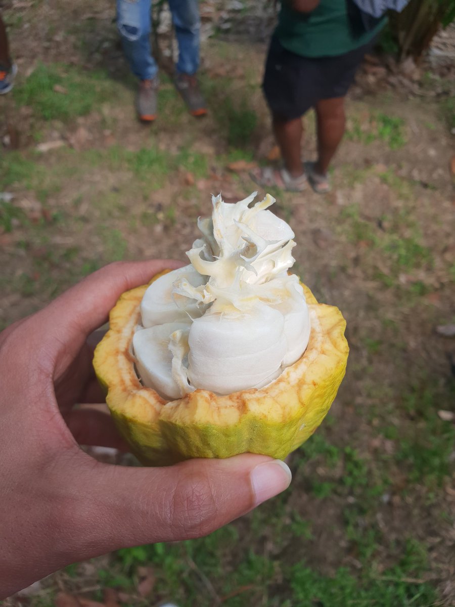 callmemadly's tweet photo. La Martinique produit 10 t de cacao par an et celui est prisé. Il a d'ailleurs été récompensé aux International Cocoa Awards. La demande est plus forte que l'offre. Les producteurs s'engagent sur 1 charte qualité. Photos : cabosses, cacao en poudre, pain de cacao https://t.co/iz6xTTkhxO
