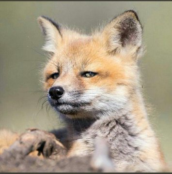 The Constitution Man tweet media