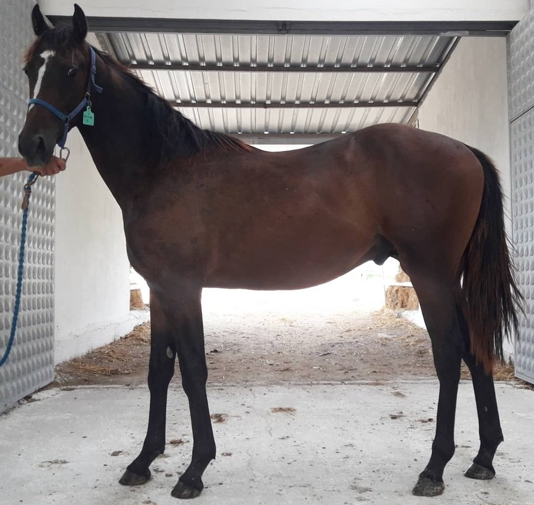 erhanunalll's tweet photo. Tony Montana & Dekman 2019 Erkek Tayı.
D.Tarihi: 03.04.2019
Yetkili: Erhan Ünal / 0553 274 99 44
@yalcinekurisi
#tonymontana #dekman #tay #foal #thoroughbred #yalçınharası https://t.co/gZ0zlcG51n