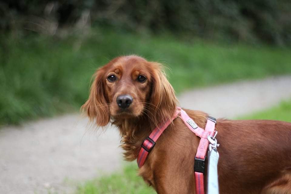 Meet Ruby, a 2.5 years old cocker x irish setter. Ruby was surrendered to us as there was a new baby in the family and Ruby had problems adjusting. She is a high energy breed and will need an active home with enough mental stimulation. If interested in Ruby please email us