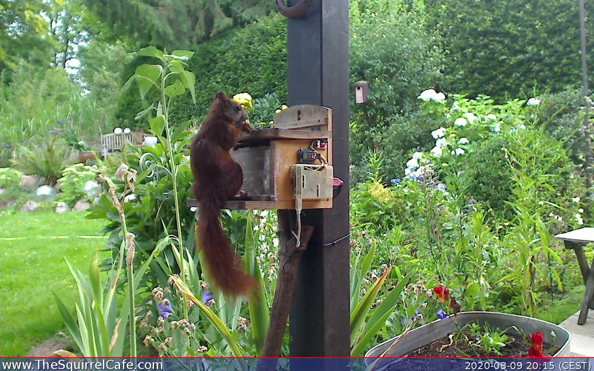 TheSquirrelCafe's tweet photo. #Squirrel chowed down on 9.5 nuts for 4.74 min at 20:21:00 CEST. An #IoT project to predict how cold it'll be next winter. #ThingSpeak https://t.co/YkXGvtaveq