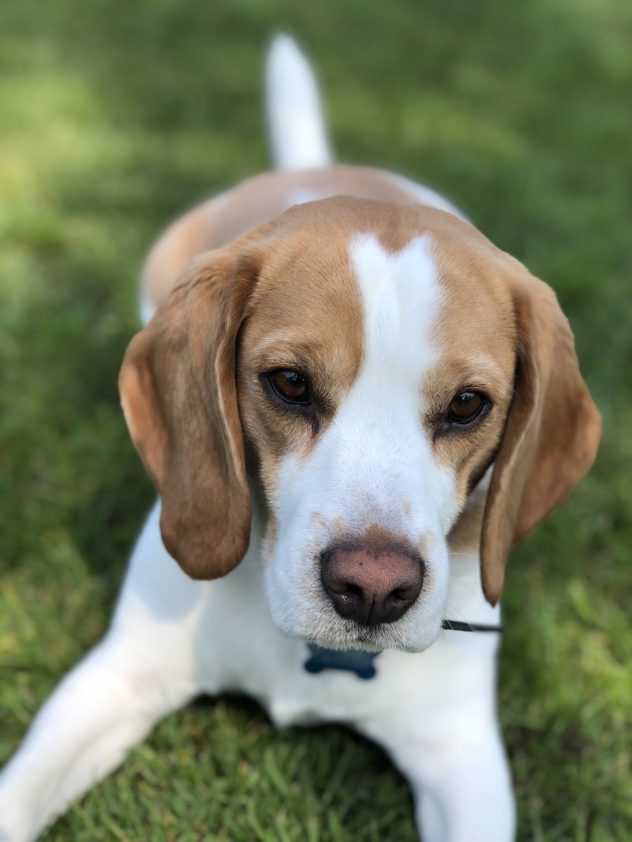 Jaglesbeagle's tweet photo. My birthday today, i just a 5-er🐶🎉⭐️ https://t.co/JPsBBlmrNQ