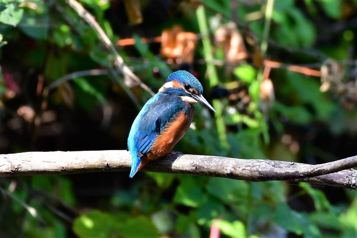 LeeWakefield9's tweet photo. Lovely kingfisher showing well today https://t.co/bNZVJt1Ha4