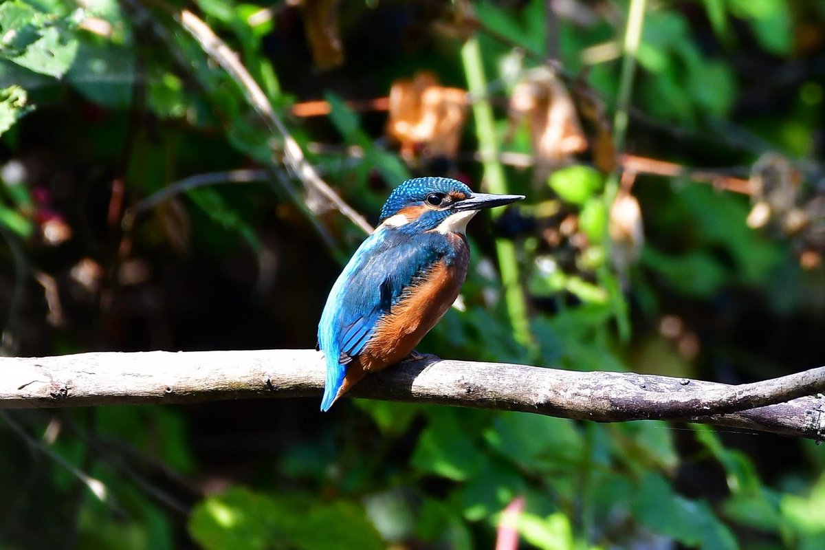LeeWakefield9's tweet photo. Lovely kingfisher showing well today https://t.co/bNZVJt1Ha4