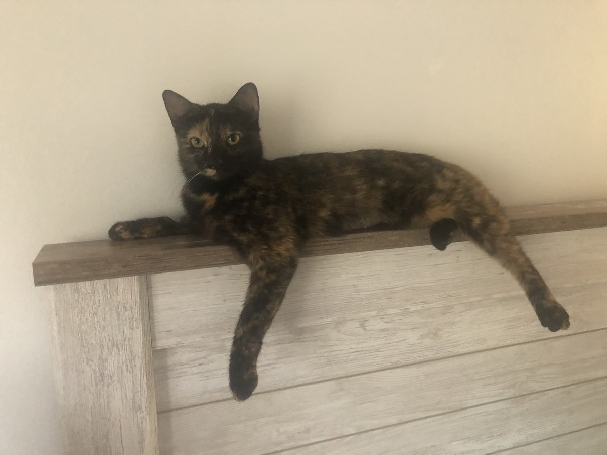 MsDalton6's tweet photo. This kitty has been working hard all summer and can now: roll over, find a toy, come when called, fetch, and give high-fives. I’ve done preference assessments and graphed the data. I need my students again! She needs a break. #behavioranalyst #abalife https://t.co/XcRHrTbDD6