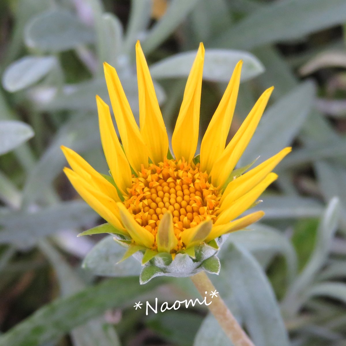 なおみ Los Angelesで写真とピアノ おはよう 今日のお花はガザニア シルバーカーペットです ガザニアにもいろいろ種類があって これは シルバーの葉に鮮やかな黄色のコントラストが きれいです 今日は日差しは強いけど 外はからっとして過ごし