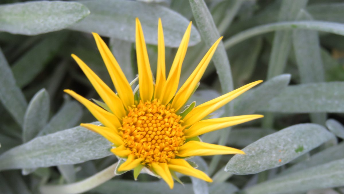 なおみ Los Angelesで写真とピアノ おはよう 今日のお花はガザニア シルバーカーペットです ガザニアにもいろいろ種類があって これは シルバーの葉に鮮やかな黄色のコントラストが きれいです 今日は日差しは強いけど 外はからっとして過ごし