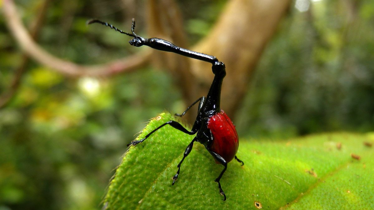 tuCpakoa's tweet image. Lorsque tu te trouves à Madagascar, tu es en réalité au milieu d'un monde unique : 80 à 90 % de sa faune et de sa flore ne se trouvent que sur cette île et jamais ailleurs sur la planète !

madagascar-tourisme.com/fr/vos-envies/…