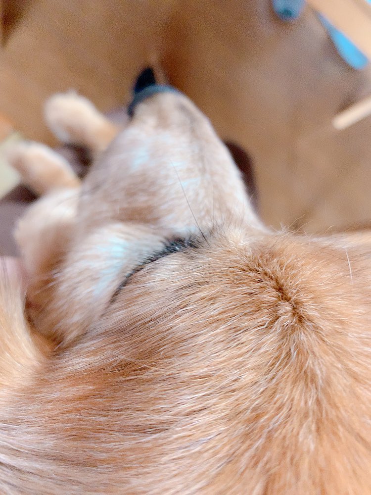 イッヌかわいい 前脚がかわいい マズルもかわいい イッヌ うちの犬 吟華 最終話更新 かのうちゅ 巻発売中のイラスト