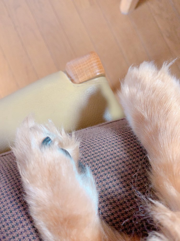 イッヌかわいい 前脚がかわいい マズルもかわいい イッヌ うちの犬 吟華 最終話更新 かのうちゅ 巻発売中のイラスト