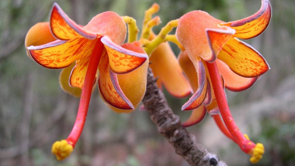 tuCpakoa's tweet image. Lorsque tu te trouves à Madagascar, tu es en réalité au milieu d'un monde unique : 80 à 90 % de sa faune et de sa flore ne se trouvent que sur cette île et jamais ailleurs sur la planète !

madagascar-tourisme.com/fr/vos-envies/…