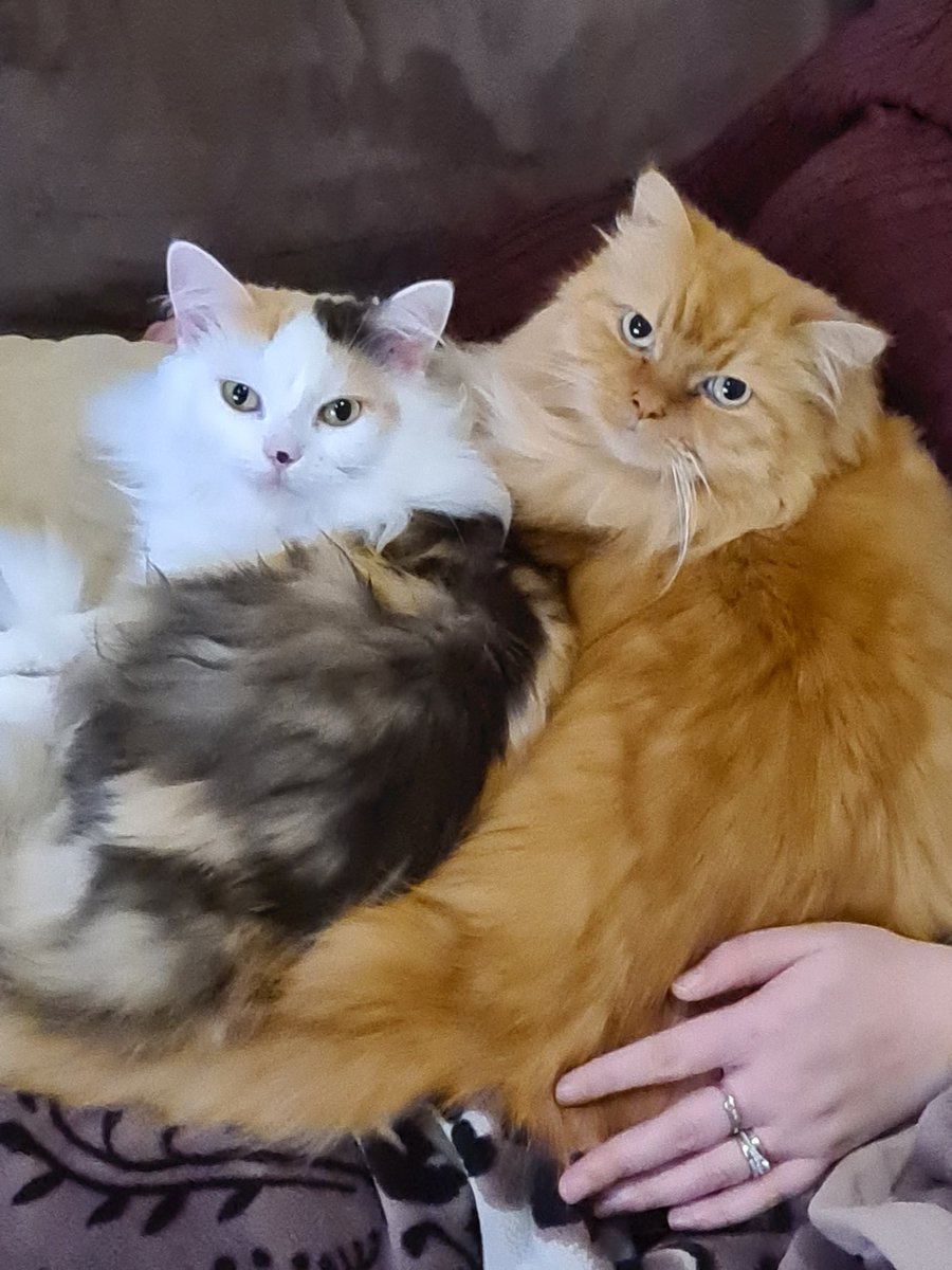 CherylCaple's tweet photo. @MarkRuffalo My babies abby and ollie 😍😍😍 https://t.co/Esnf4hMeaN