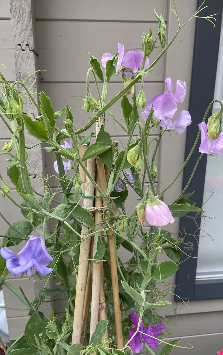 So many sweet peas flowering now. Picked another bunch. They smell gorgeous. These are the only flowers I can actually smell, but at least it means my sense of smell might be recovering 😊 #homegrownflowers #anosmia