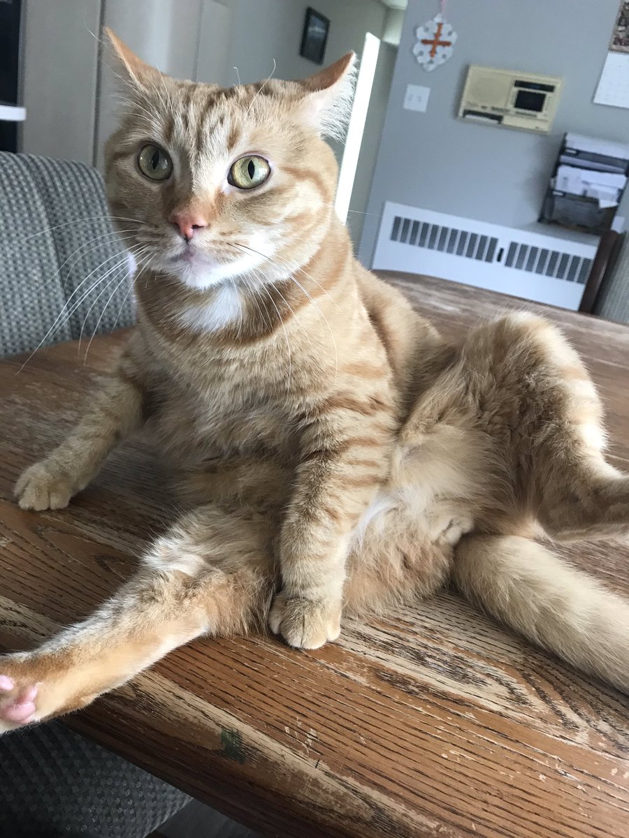 ShirleysPets's tweet photo. Privacy please!! 😹 #Simon #ShirleysPets #petsitting #catsitter https://t.co/35PaVZrVtu