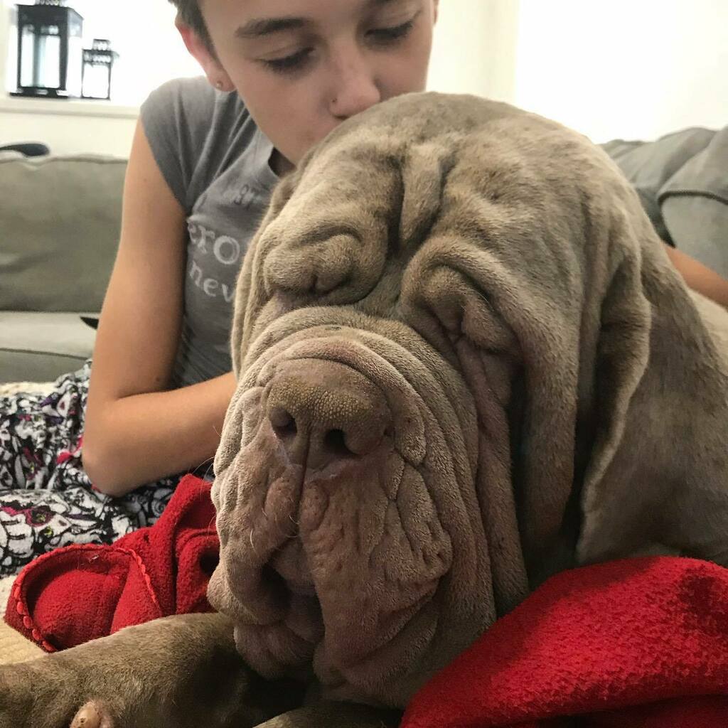 NordTitani's tweet photo. When you’re trying to stay awake but the pets are just too good 🤤 

#doglover #pets #sleep #squishyfacecrew #dogsofontario #titanidelnord #dogbreeder #neapolitanmastiff https://t.co/94NwgxbfJJ https://t.co/7RYynH0rkf
