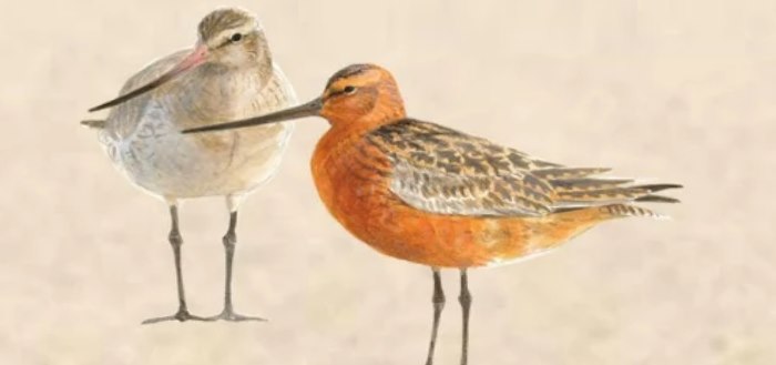 TheFriezinn's tweet photo. 🦆 Miljoenen vogels strijken jaarlijks in het Waddengebied neer om te eten, broeden of rusten. Maar hoe weet je de beste kijkplekken én hoe herken je de vogels? 

De gratis app Wadvogels van @vogelnieuws  helpt je daarbij. We hebben 'm zelf ook al gedownload! #LeukeTip https://t.co/KlTfkYPK86