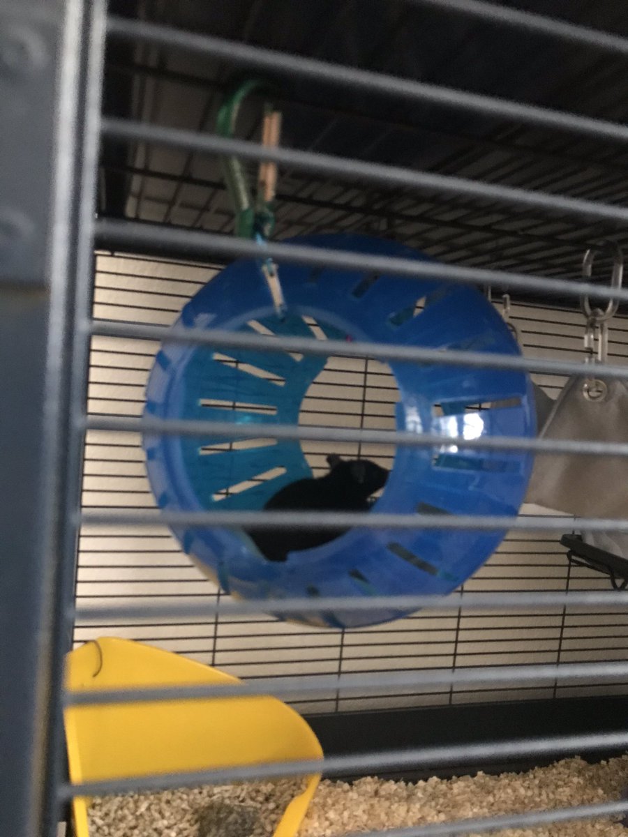 mrjupitern's tweet photo. my babies in a ball a different time uwu owo https://t.co/0bimFcczRy