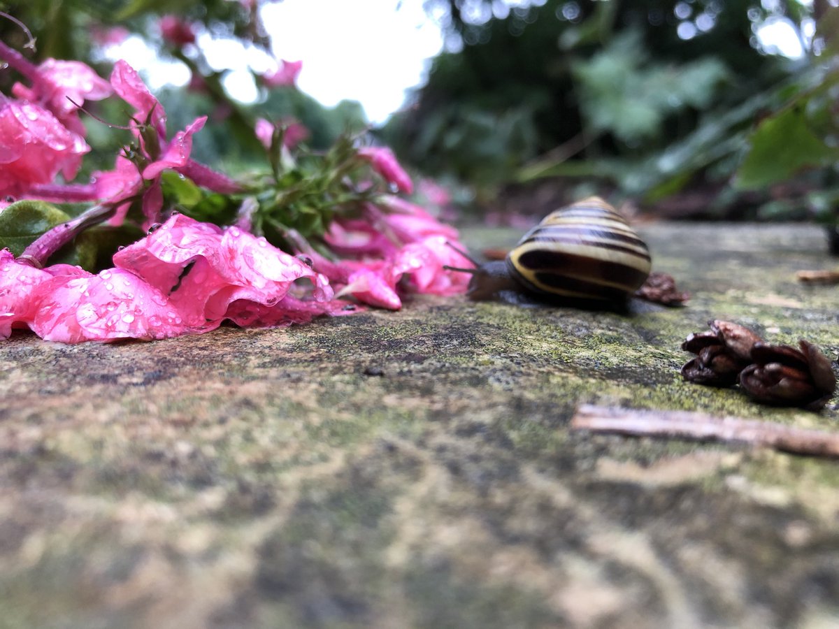 JoannaMWallace's tweet photo. After the rain #bloom20 https://t.co/378YbaLiRV