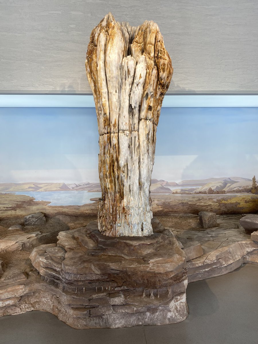 wpcextrusion's tweet photo. Tree fossil，quite a long history, very beautiful. https://t.co/D5qE9uoOQ0