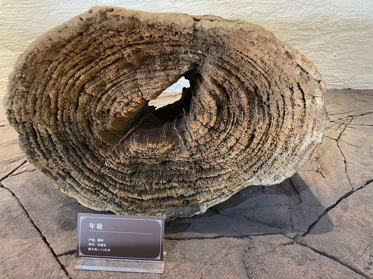 wpcextrusion's tweet photo. Tree fossil，quite a long history, very beautiful. https://t.co/D5qE9uoOQ0