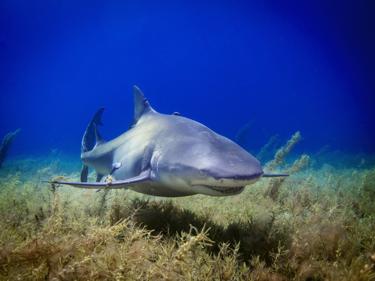 It’s the first day of Shark Week 2020! 

Did you know that great white sharks help maintain balance in the ocean by keeping seals on beaches and out of the water? Without sharks around, the seals would wipe out wild fish like lobster, stripers and cod.  [📸  Gerald Schombs]