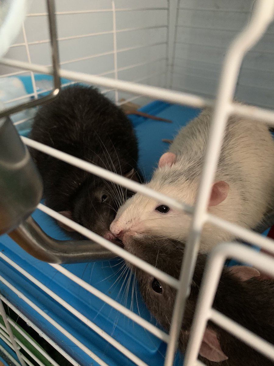 peanut bean nugget (@lilratscals) on Twitter photo 