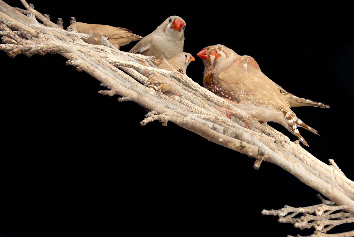 aphphotographer's tweet photo. Time ticking down towards deadlines and final experiments being made @FalmouthFlex @falmouthuni @UKNikon @creativecloud #photography #MAPhotography #MADegree #Masters #fineartphotography #stilllifephotography #layerblending #aviary #birdkeeping #zebrafinches #momentomori #death https://t.co/qjVqWtDHBG