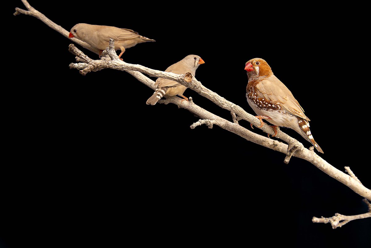 aphphotographer's tweet photo. Time ticking down towards deadlines and final experiments being made @FalmouthFlex @falmouthuni @UKNikon @creativecloud #photography #MAPhotography #MADegree #Masters #fineartphotography #stilllifephotography #layerblending #aviary #birdkeeping #zebrafinches #momentomori #death https://t.co/qjVqWtDHBG