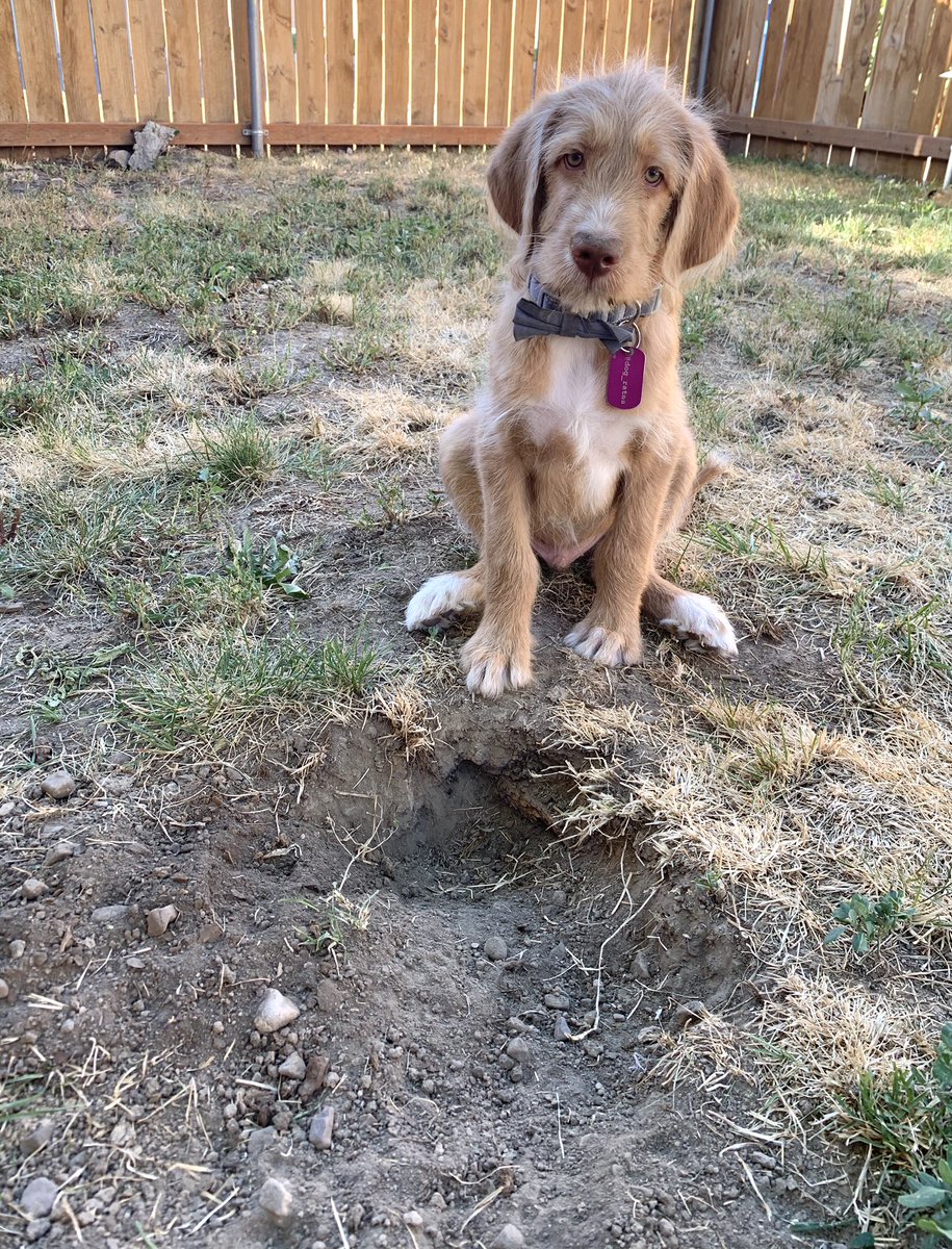 TheHerdHouse's tweet photo. Owen decided the dirt in the corner should be in a different place. Now heโs questioning his life choices.
#FirstHole #puppy #dogsoftwitter #labradoodle #OwenWilson https://t.co/Le1X3Garcv